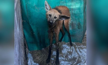 Un ejemplar de aguará guazú, especie emblemática y protegida de la fauna argentina, fue rescatado en una zona rural de la localidad de Soledad. Un ejemplar de aguará guazú, especie emblemática y protegida de la fauna argentina, fue rescatado en una zona rural de la localidad de Soledad.