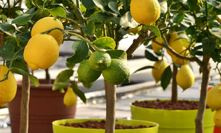 Un limonero en casa es un tesoro: el aroma cítrico, la sombra generosa en verano, y frutos cargados de la vitamina C más fresca. Un limonero en casa es un tesoro: el aroma cítrico, la sombra generosa en verano, y frutos cargados de la vitamina C más fresca.