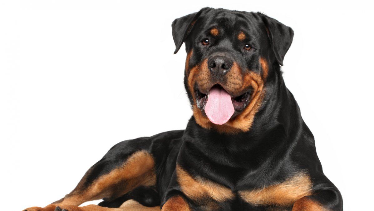 Rottweiler.