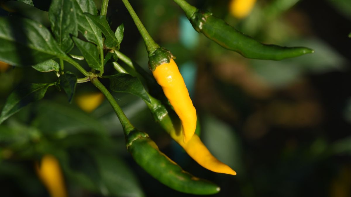 Los ajíes y morrones requieren calor y luz para madurar y cambiar de color. Los ajíes y morrones requieren calor y luz para madurar y cambiar de color.