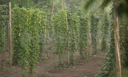 El lúpulo es uno de los componentes ineludibles a la hora de fabricar cerveza. Tradicionalmente se produce en la Patagonia, pero la cooperativa Colonizadora trabaja para adapatar el cultivo al suelo santafesino. El lúpulo es uno de los componentes ineludibles a la hora de fabricar cerveza. Tradicionalmente se produce en la Patagonia, pero la cooperativa Colonizadora trabaja para adapatar el cultivo al suelo santafesino.