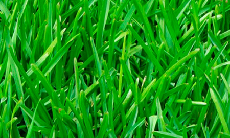 Secretos para que el pasto se mantenga verde durante el invierno Secretos para que el pasto se mantenga verde durante el invierno