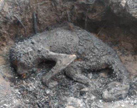 Los animales muertos en los incendios de la reserva natural del Parque Provincial San Cayetano, en Corrientes.