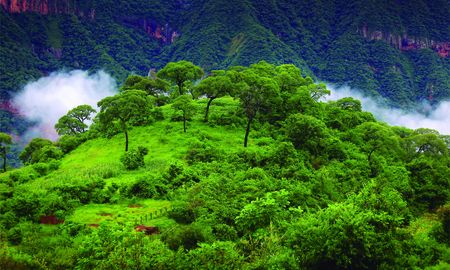 Reserva Biósfera de las Yungas en el norte argentino. Reserva Biósfera de las Yungas en el norte argentino.