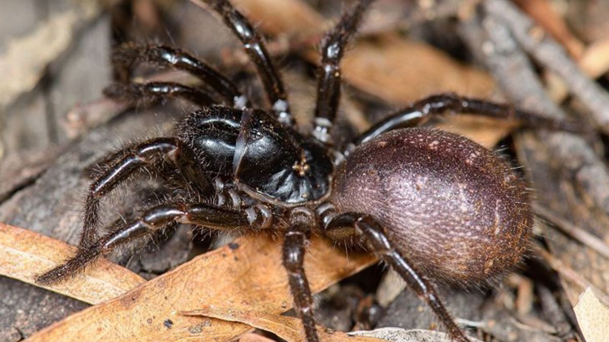 Australia: cómo es la araña de tela de embudo de Sydney que apareció tras los incendios