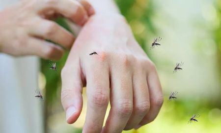 Aire de Santa Fe | mosquitos.jpg
