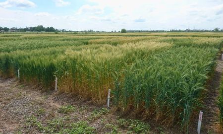 siembras tempranas, grandes ganadoras del trigo 2025 en rafaela siembras tempranas, grandes ganadoras del trigo 2025 en rafaela