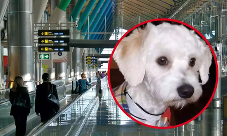 La triste historia de Luno, un perro que está varado en el Aeropuerto de Madrid y evalúan sacrificar La triste historia de Luno, un perro que está varado en el Aeropuerto de Madrid y evalúan sacrificar