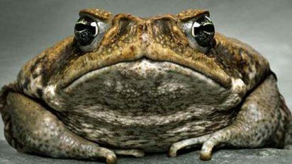 Mitos o verdad: ¿los sapos pueden orinarte en los ojos y dejarte ciego?