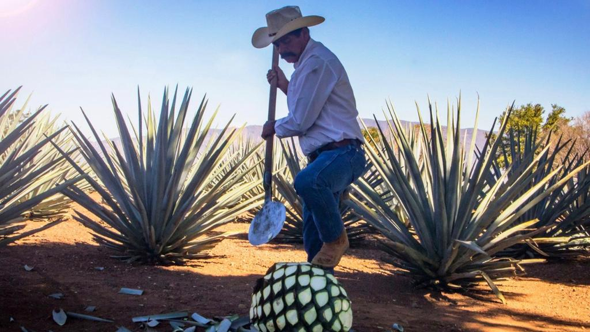 El corazón del agave azul: una especie de piña de donde se traen los azúcares para fermentar y destilar tequila.