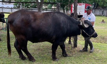 mas de 100 productores participaron en la 1° jornada tecnica de bufalos en santa fe mas de 100 productores participaron en la 1° jornada tecnica de bufalos en santa fe