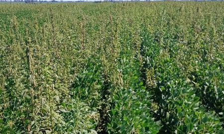sur de santa fe: confirman resistencia de yuyo colorado a un herbicida preemergente sur de santa fe: confirman resistencia de yuyo colorado a un herbicida preemergente