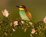 Qué significa que te caiga caca de pájaro Qué significa que te caiga caca de pájaro