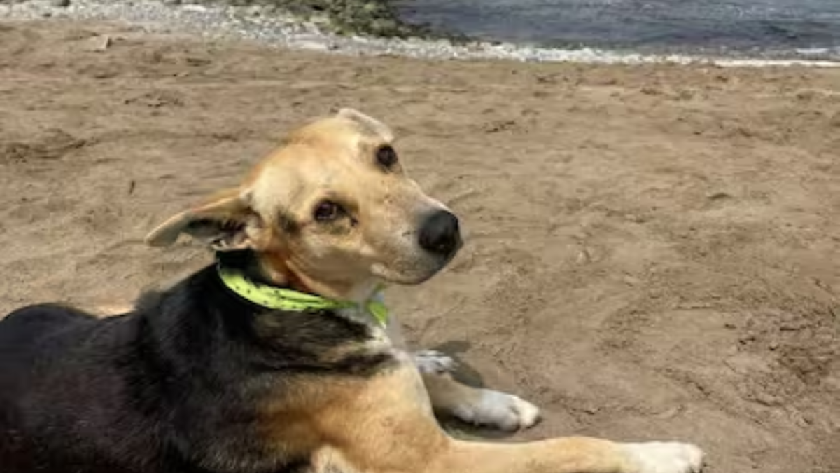 Vaguito es un pequeño perro que se volvió viral al esperar a su dueño frente al mar. Vaguito es un pequeño perro que se volvió viral al esperar a su dueño frente al mar.