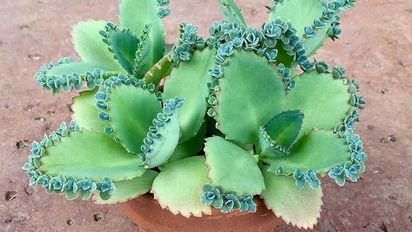 Las tres plantas de interior que se reproducen solas y sin esfuerzo y son ideales para alegrar tu hogar