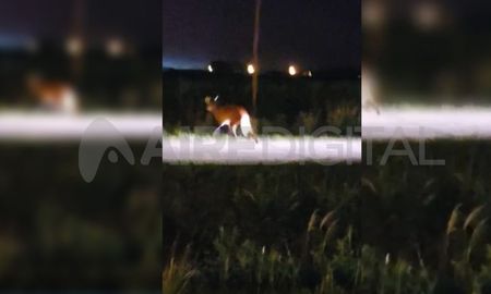 Un aguará guazú fue visto en Aristóbulo del Vale 10.500. Un aguará guazú fue visto en Aristóbulo del Vale 10.500.