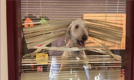 El perro que se metió en un colegio para buscar a sus dueños y revolvió la oficina del director El perro que se metió en un colegio para buscar a sus dueños y revolvió la oficina del director
