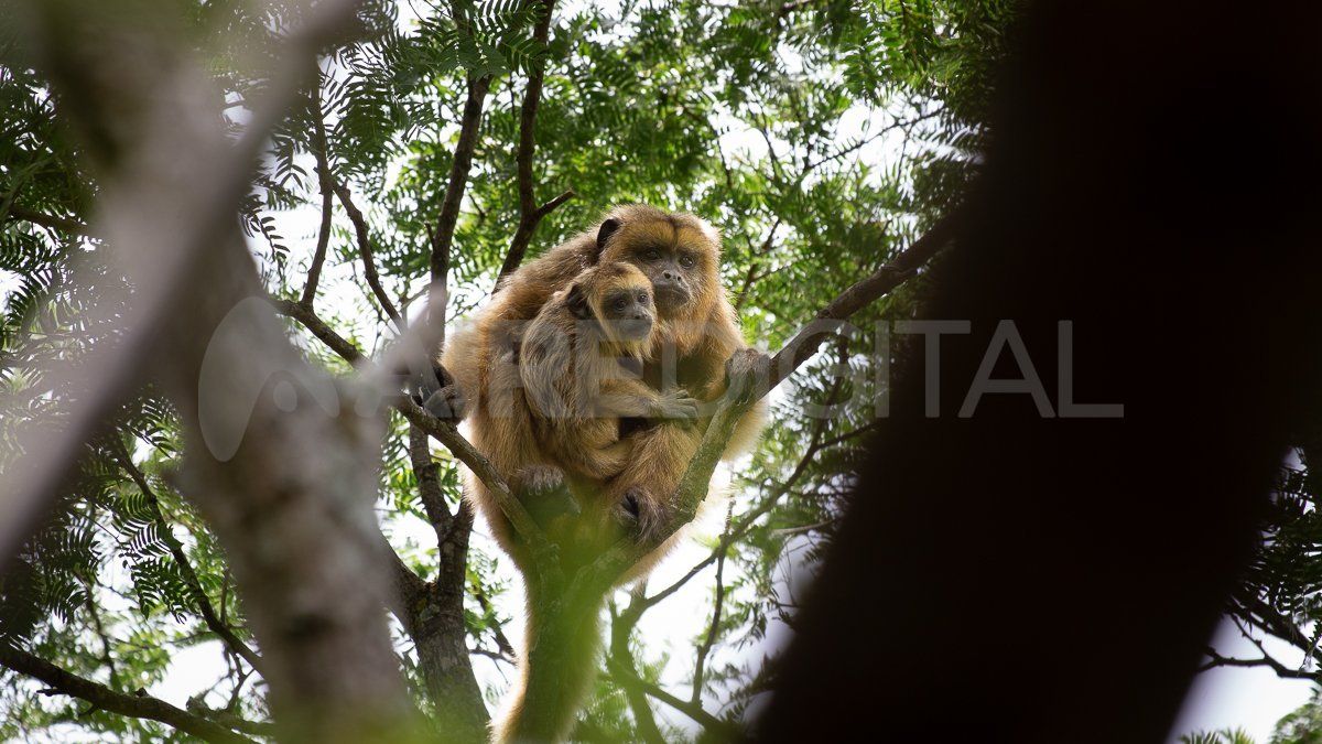 Jaaukanigás es considerado uno de los sitios más biodiversos de la Argentina