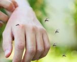 Los mosquitos forman parte del combo del verano en el Litoral argentino.