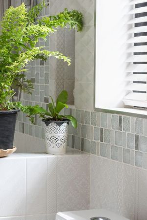 Si tu baño tiene poca luz, esta planta puede crecer sin problemas y decorar el ambiente. Si tu baño tiene poca luz, esta planta puede crecer sin problemas y decorar el ambiente.