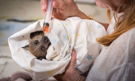 Abuela adoptó un perro, lo llevó al veterinario y le dieron una espeluznante noticia Abuela adoptó un perro, lo llevó al veterinario y le dieron una espeluznante noticia