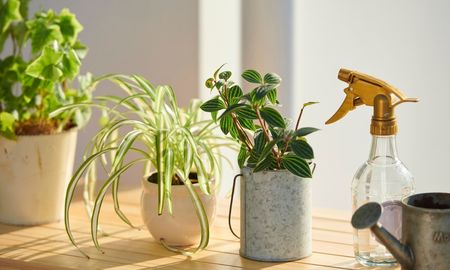 Produce hijuelos durante todo el año y podés obtener nuevas plantas sin gastar dinero. Produce hijuelos durante todo el año y podés obtener nuevas plantas sin gastar dinero.
