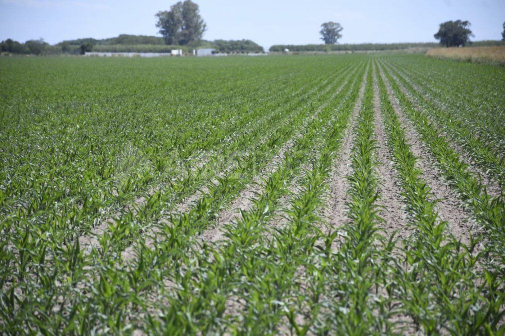 El 97 por ciento del área sembrada con maíz de segunda y tardío en Entre Ríos se presenta con muy buena y buena condición fenológica.