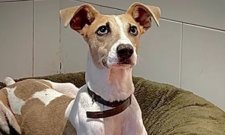 Insólito: una familia asegura que Arturo, el perro de Gran Hermano, es su mascota extraviada Insólito: una familia asegura que Arturo, el perro de Gran Hermano, es su mascota extraviada