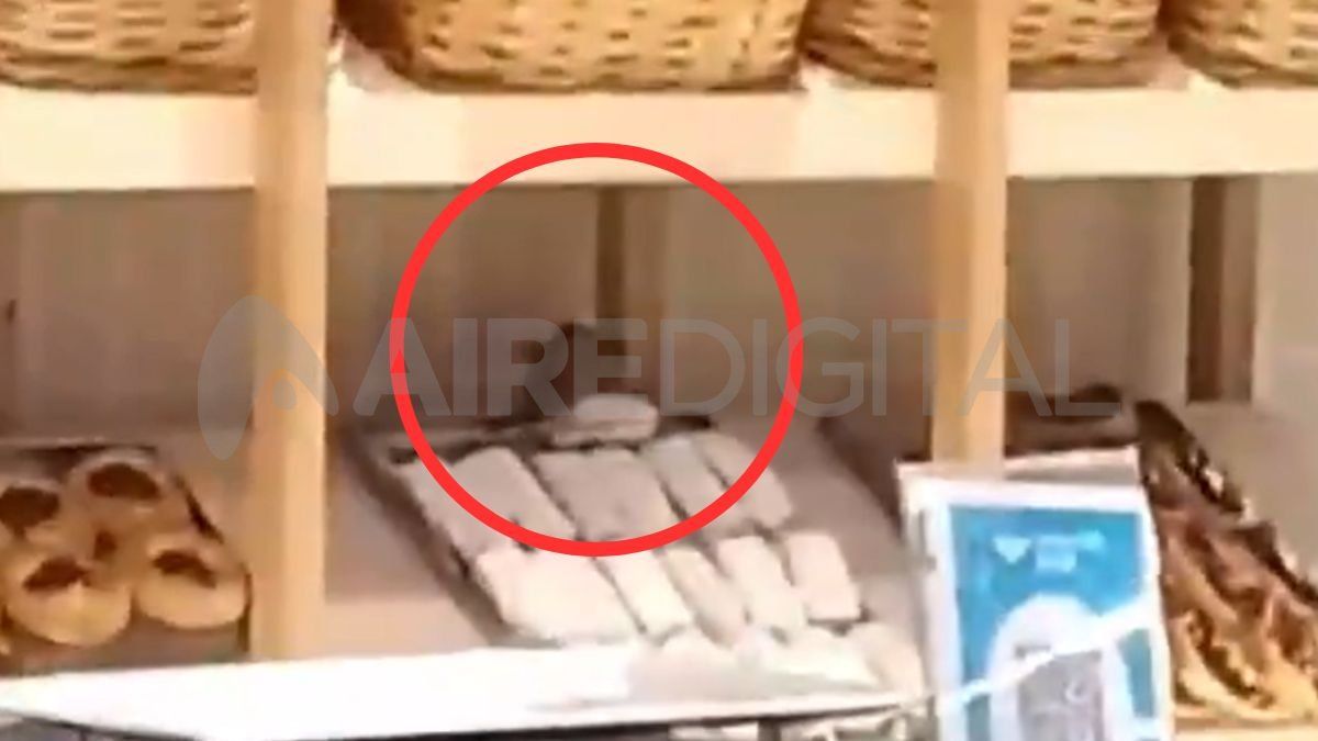 Publican un video de una rata comiendo en una panadería de la terminal santafesina