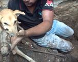 asi salva esta perra callejera a sus cachorros sepultados bajo los escombros asi salva esta perra callejera a sus cachorros sepultados bajo los escombros