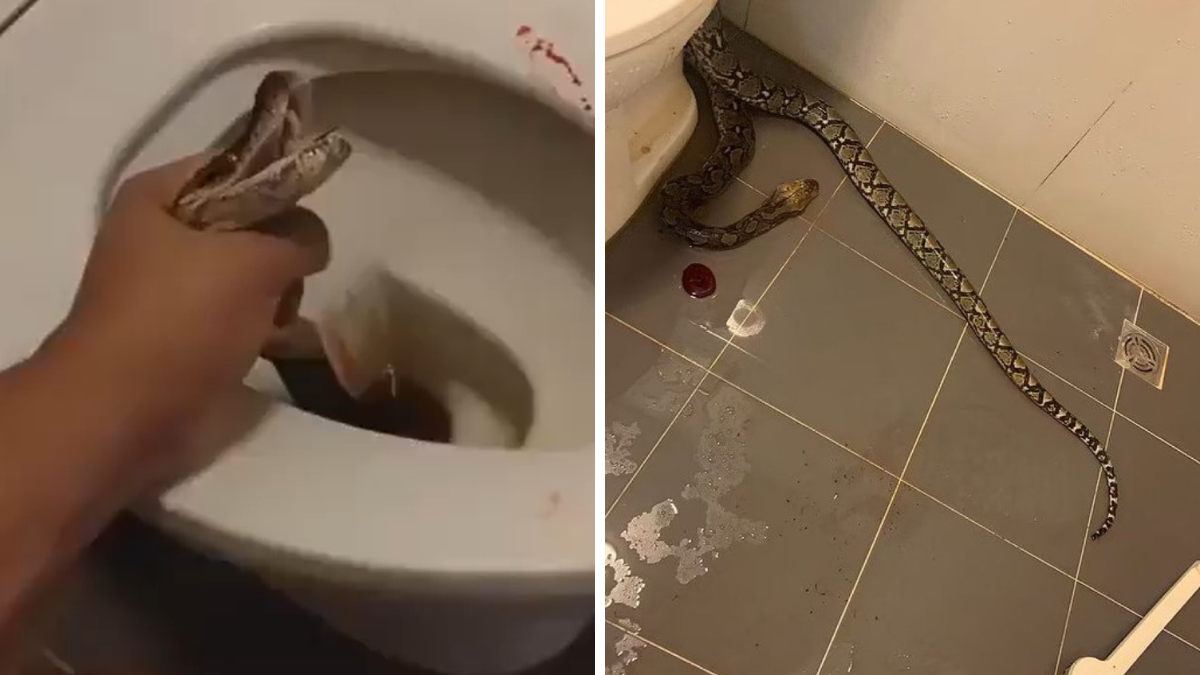 Un hombre de Tailandia fue atacado por una serpiente mientras estaba en el inodoro.