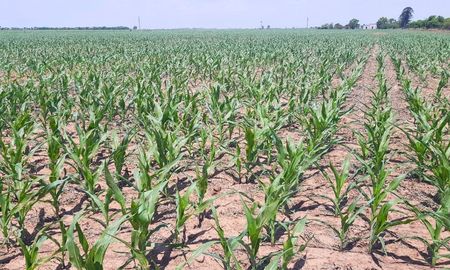 Lote con maíz tardío; en etapa desarrollo vegetativo, en el centro oeste del departamento Castellanos. Fuente: SEA Lote con maíz tardío; en etapa desarrollo vegetativo, en el centro oeste del departamento Castellanos. Fuente: SEA