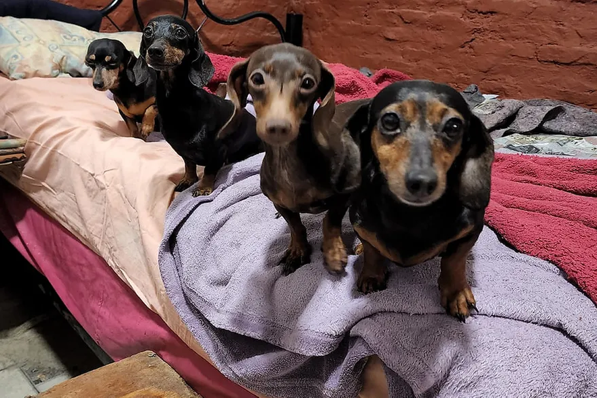 Los animales están ahora al cuidado de familias de tránsito MPF CABA