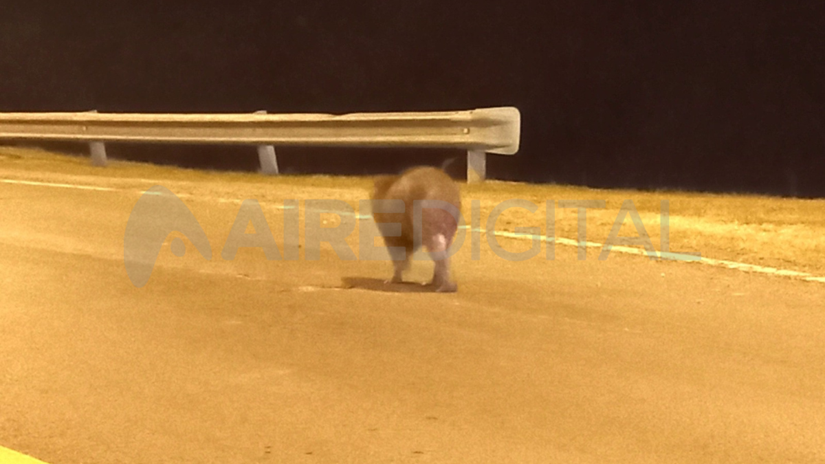 Un carpincho en el Túnel Subfluvial.