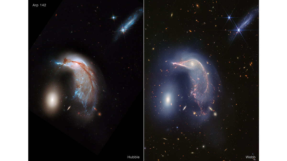 Dos pingüinos, dos huevos: ¡dos combinaciones de colores muy diferentes! El telescopio espacial Hubble captó luz visible al observar Arp 142, apodado el Pingüino y el Huevo. A la derecha se muestra la vista de la misma región en luz infrarroja cercana obtenida por el telescopio espacial James Webb.