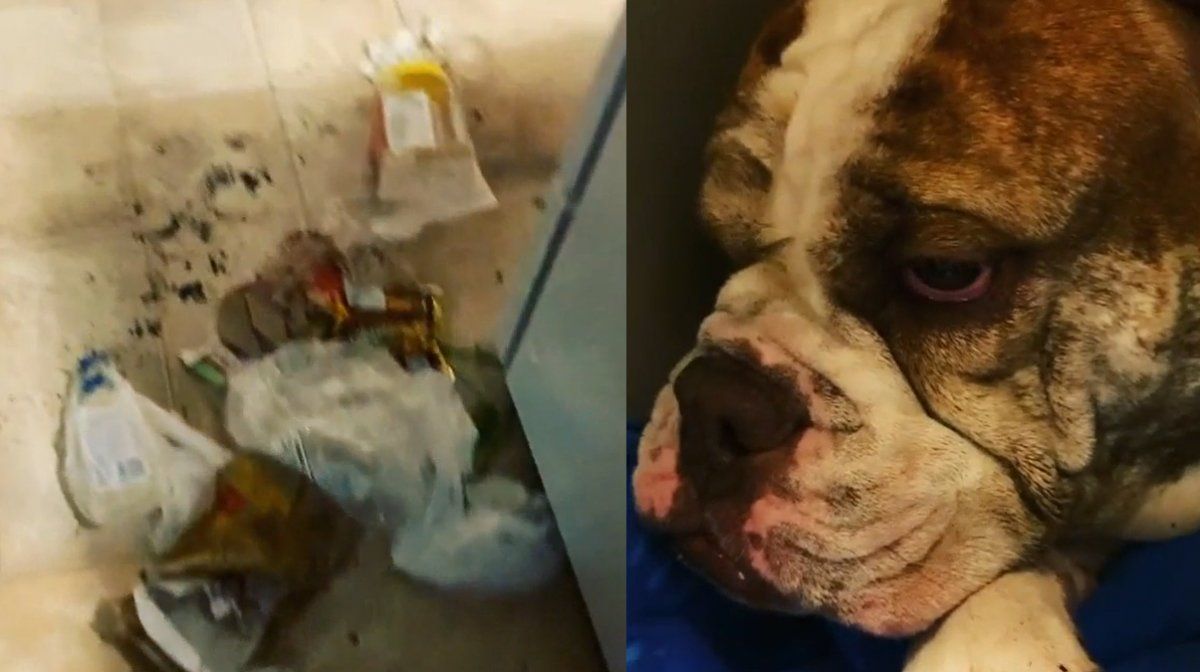 Volvió a su casa y se encontró con un desastre causado por su perro bulldog.