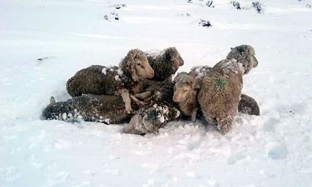 Las explotaciones ganaderas ovinas y bovinas fueron afectadas por nevadas extraordinarias en el sur del país. Las explotaciones ganaderas ovinas y bovinas fueron afectadas por nevadas extraordinarias en el sur del país.