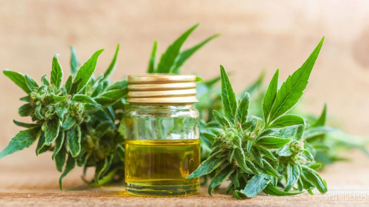 Santa Fe podrá registrar y emitir la autorización para los usuarios que necesiten cultivar cannabis con fines terapéuticos. Para eso