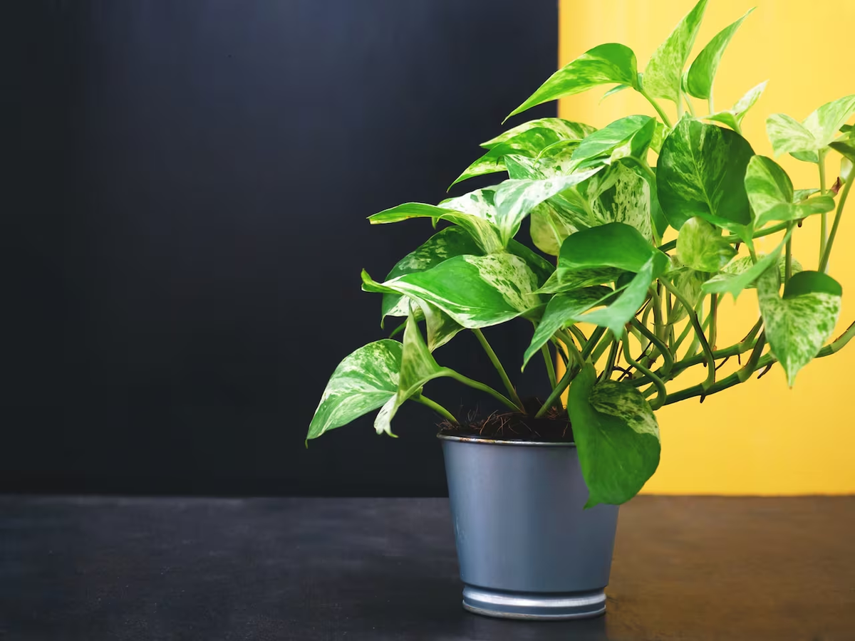 La mayoría de los potus no florecen en el interior.