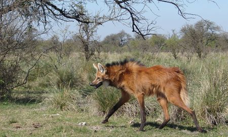 Uno de los animales emblemáticos de los Bajos Submeridionales es el aguará guazú, el mayor cánido de América del Sur. Uno de los animales emblemáticos de los Bajos Submeridionales es el aguará guazú, el mayor cánido de América del Sur.