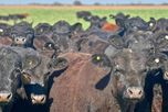 Sociedad Rural renovó su crítica a VISEC Carne y alertó una nueva retención a los granos Sociedad Rural renovó su crítica a VISEC Carne y alertó una nueva retención a los granos