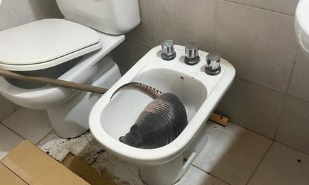 La dueña de casa fue hasta el baño y se encontró con el tatú. La dueña de casa fue hasta el baño y se encontró con el tatú.