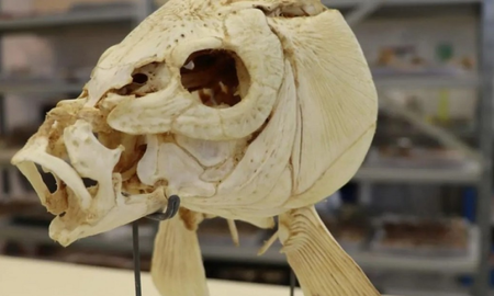 Encuentran restos de pescado cocinado de hace 780.000 años. Encuentran restos de pescado cocinado de hace 780.000 años.