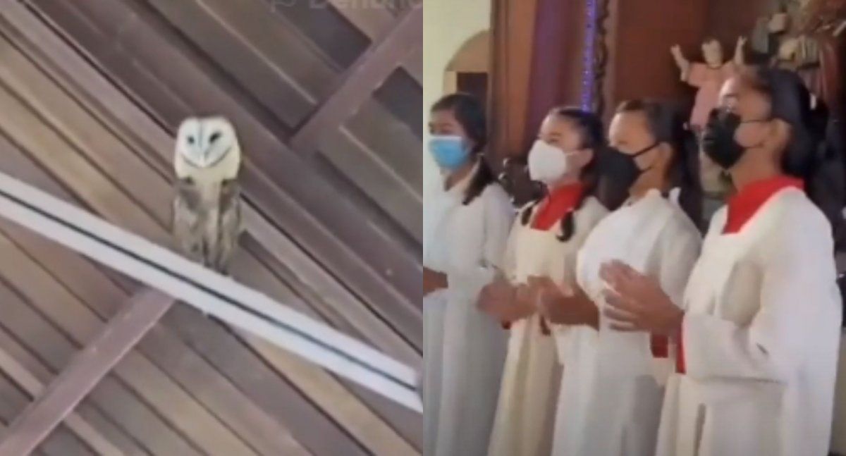 El animal se llevó todas las miradas y se volvió viral en la red social.