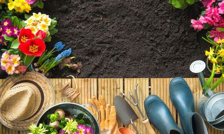 Esta planta, perfecta para plantar en primavera, atrae colibríes y da vida a tu jardín. Esta planta, perfecta para plantar en primavera, atrae colibríes y da vida a tu jardín.