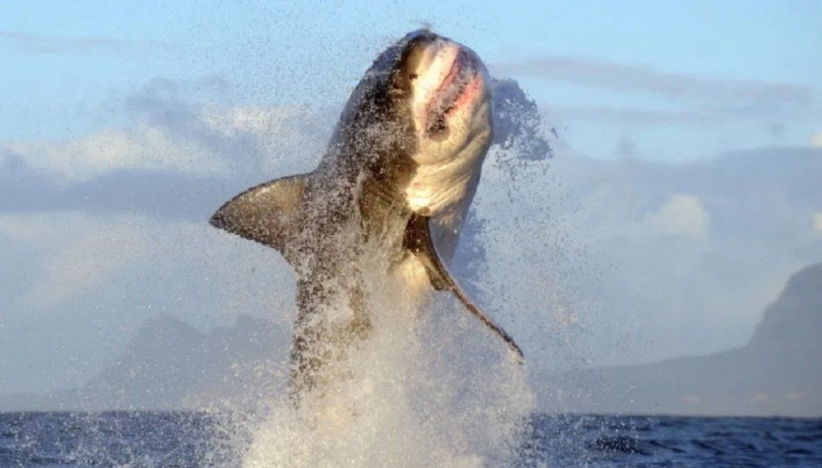 Un tiburón saltó por encima del agua y mordió a un hombre que hacía parasailing.