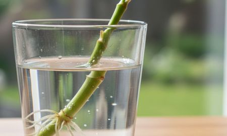 El cultivo hidropónico del Potus permite ver el desarrollo de sus raíces y aporta un estilo minimalista a cualquier ambiente. El cultivo hidropónico del Potus permite ver el desarrollo de sus raíces y aporta un estilo minimalista a cualquier ambiente.