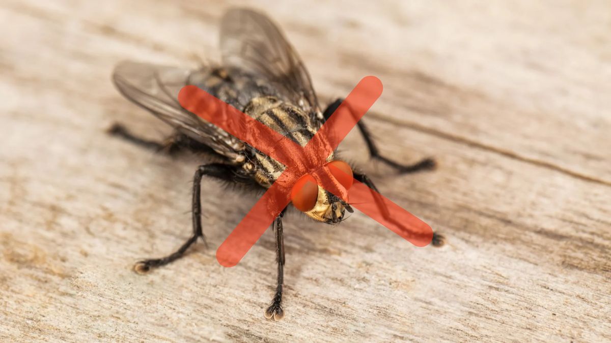Cómo evitar que haya moscas en la mesa navideña sin usar insecticidas