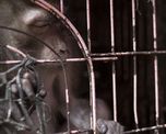 Un ejemplar de macaco típico del Sudeste asiático enjaulado en la zona de venta de primates del mercado. Un ejemplar de macaco típico del Sudeste asiático enjaulado en la zona de venta de primates del mercado.