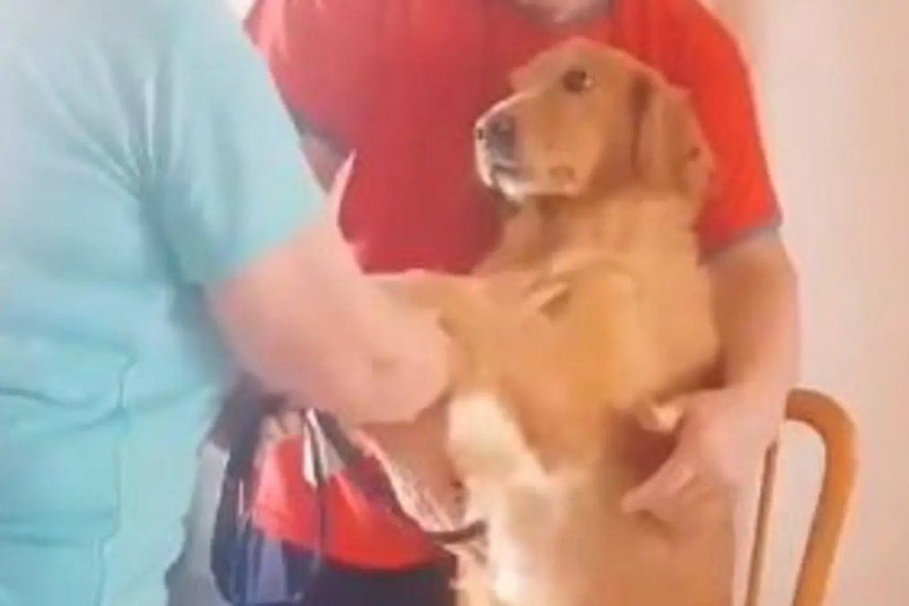 Le cur&oacute; el empacho con una cinta a su perro